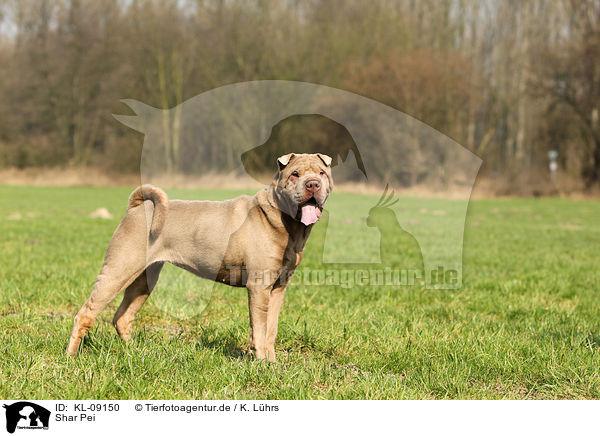 Shar Pei / Shar Pei / KL-09150