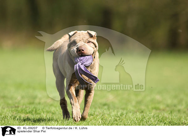 spielender Shar Pei / playing Shar Pei / KL-09207