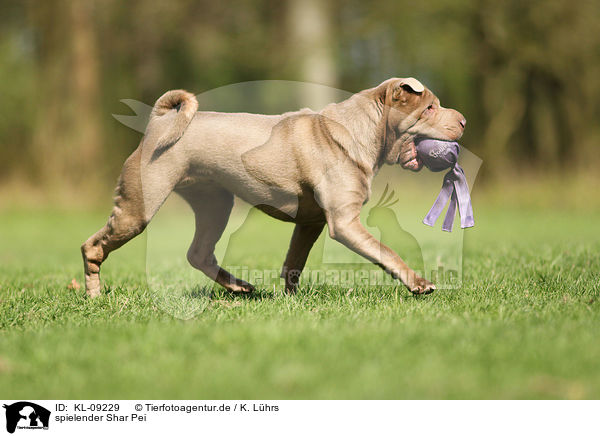 spielender Shar Pei / playing Shar Pei / KL-09229