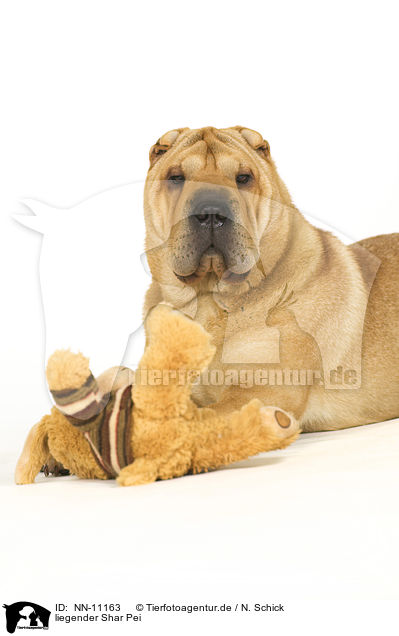 liegender Shar Pei / lying Shar Pei / NN-11163