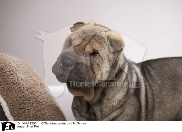 junger Shar Pei / young Shar Pei / NN-11200