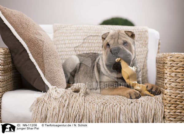 junger Shar Pei / young Shar Pei / NN-11206
