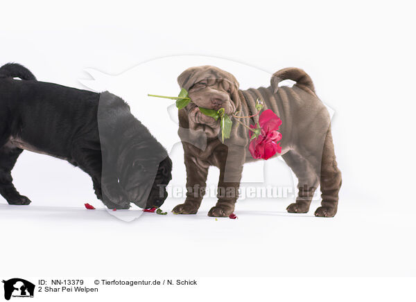 2 Shar Pei Welpen / 2 Shar Pei Puppies / NN-13379