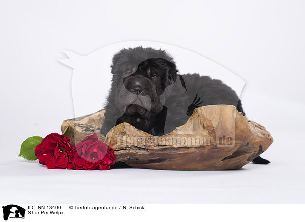 Shar Pei Welpe / NN-13400
