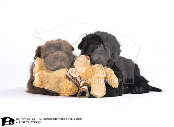 2 Shar Pei Welpen / NN-13432
