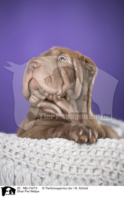 Shar Pei Welpe / Shar Pei Puppy / NN-13473