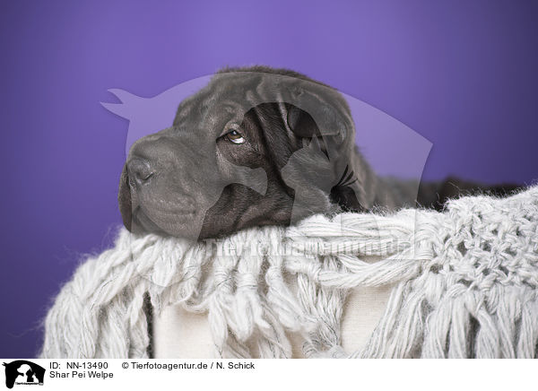 Shar Pei Welpe / Shar Pei Puppy / NN-13490