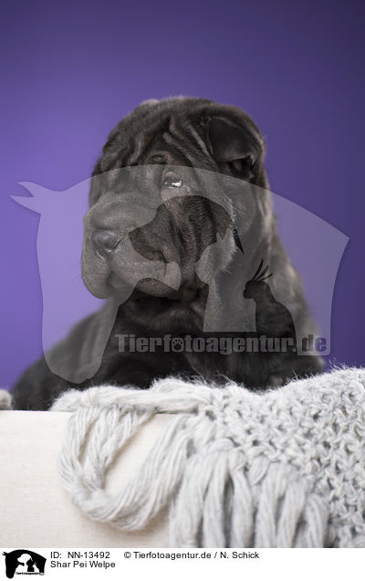 Shar Pei Welpe / Shar Pei Puppy / NN-13492