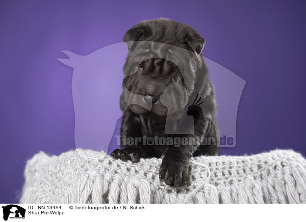 Shar Pei Welpe / Shar Pei Puppy / NN-13494