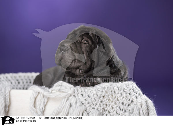 Shar Pei Welpe / Shar Pei Puppy / NN-13499