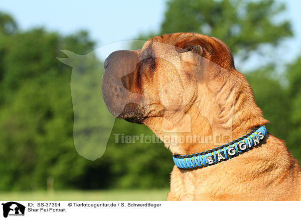 Shar Pei Portrait / Shar Pei Portrait / SS-37394
