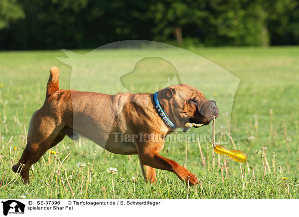 spielender Shar Pei / SS-37396