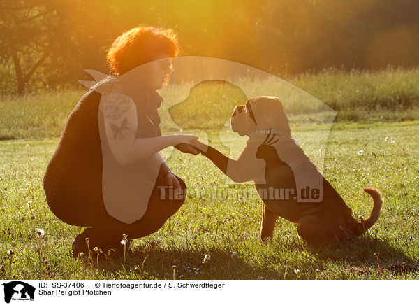 Shar Pei gibt Pftchen / Shar Pei gives paw / SS-37406