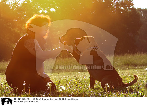 Shar Pei gibt Pf�tchen / Shar Pei gives paw / SS-37408