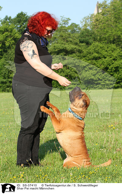Shar Pei macht Mnnchen / begging Shar Pei / SS-37410