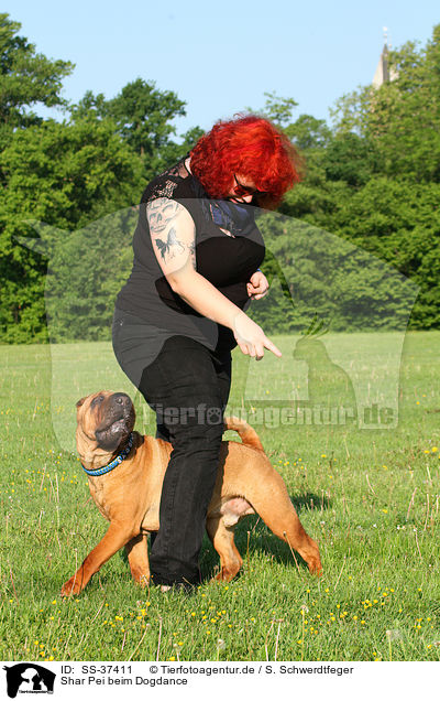 Shar Pei beim Dogdance / Shar Pei at Dogdance / SS-37411