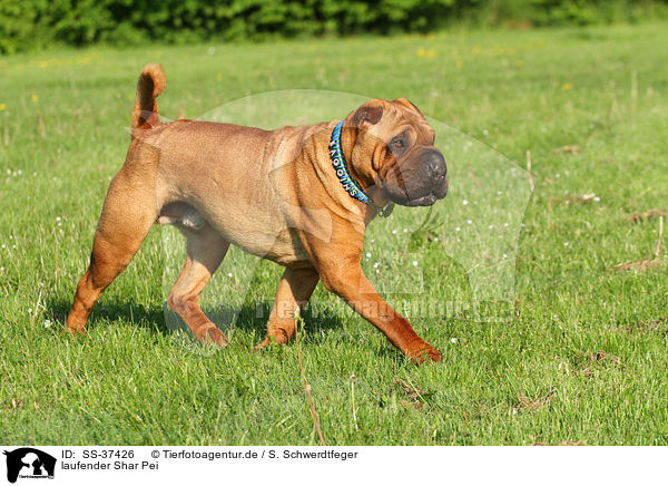 laufender Shar Pei / walking Shar Pei / SS-37426