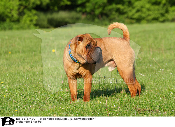 stehender Shar Pei / standing Shar Pei / SS-37430