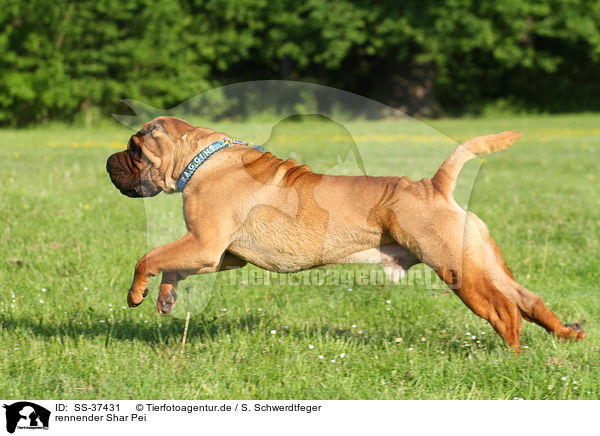 rennender Shar Pei / running Shar Pei / SS-37431
