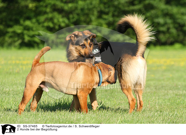 2 Hunde bei der Begrung / greeting dogs / SS-37465