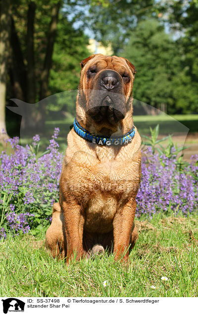 sitzender Shar Pei / sitting Shar Pei / SS-37498