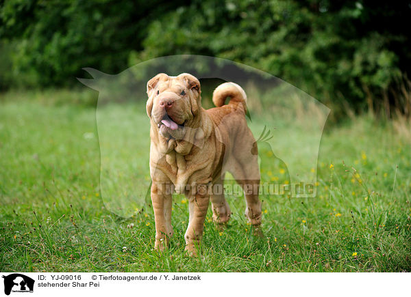 stehender Shar Pei / standing Shar Pei / YJ-09016