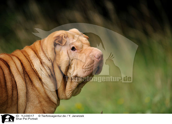 Shar Pei Portrait / YJ-09017