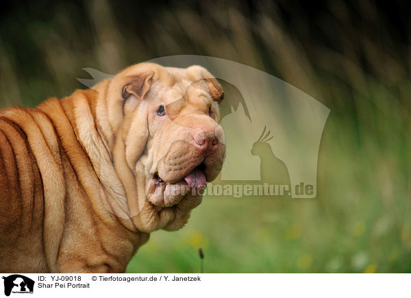 Shar Pei Portrait / Shar Pei Portrait / YJ-09018