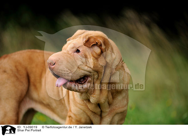 Shar Pei Portrait / Shar Pei Portrait / YJ-09019