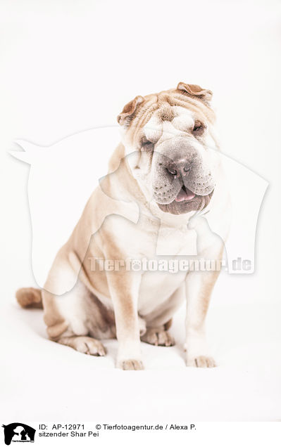 sitzender Shar Pei / AP-12971