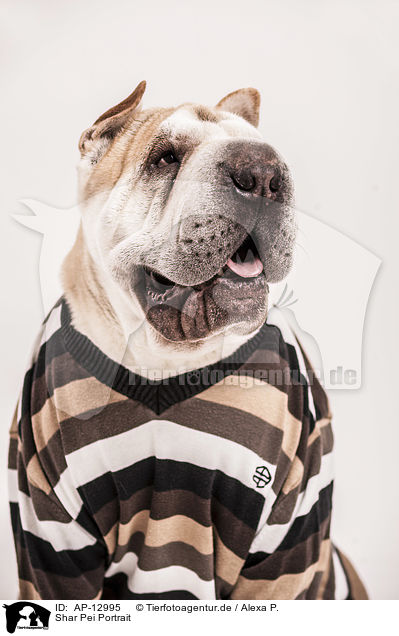 Shar Pei Portrait / AP-12995