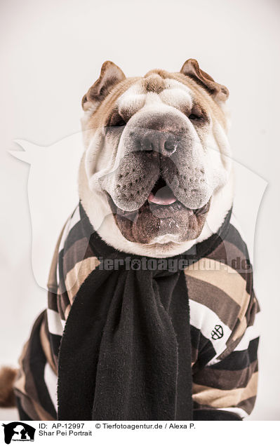 Shar Pei Portrait / AP-12997