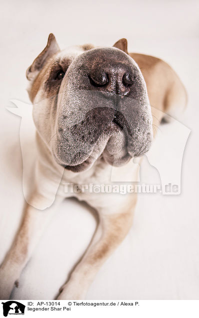 liegender Shar Pei / lying Shar Pei / AP-13014