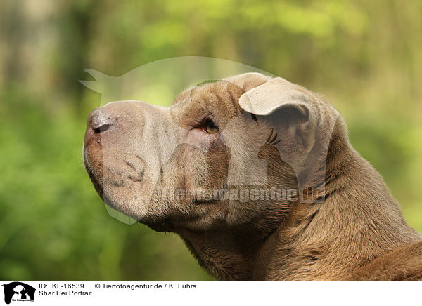 Shar Pei Portrait / Shar Pei Portrait / KL-16539