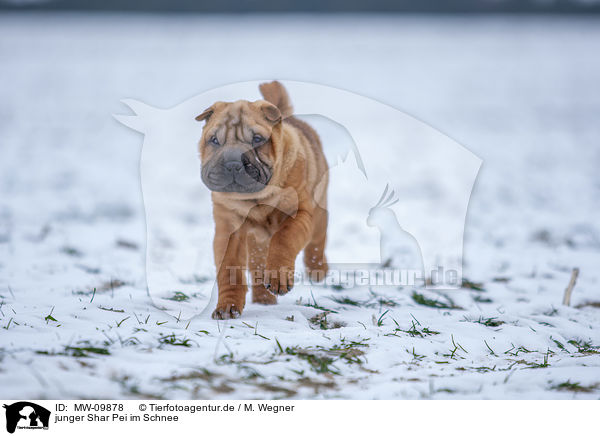 junger Shar Pei im Schnee / young Shar Pei in the snow / MW-09878