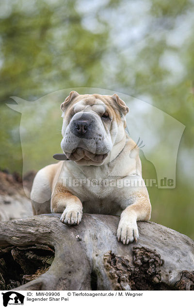liegender Shar Pei / lying Shar Pei / MW-09906