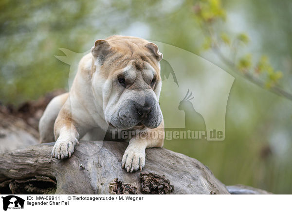 liegender Shar Pei / MW-09911