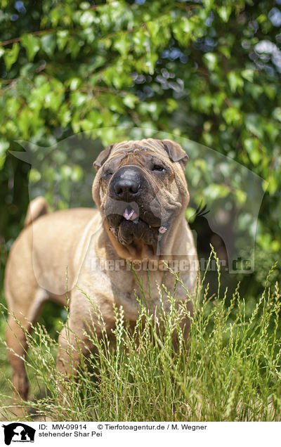 stehender Shar Pei / standing Shar Pei / MW-09914