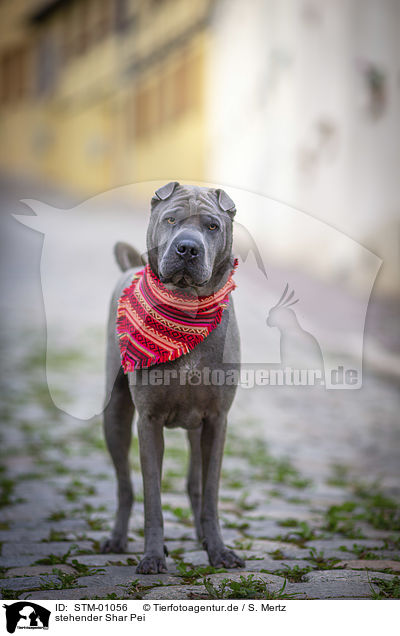 stehender Shar Pei / standing shar pei / STM-01056