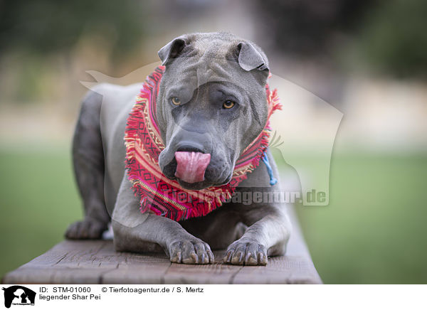 liegender Shar Pei / lying shar pei / STM-01060