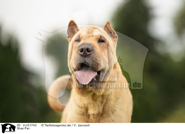 Shar Pei / Shar Pei / VJ-01743