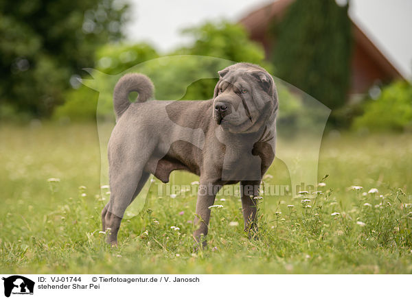 stehender Shar Pei / VJ-01744