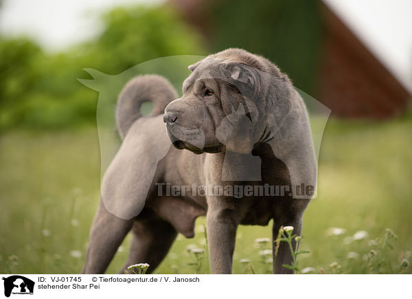 stehender Shar Pei / standing Shar Pei / VJ-01745
