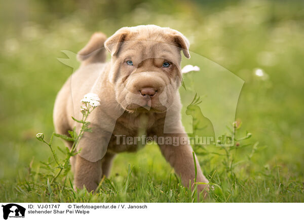 stehender Shar Pei Welpe / standing Shar Pei Puppy / VJ-01747