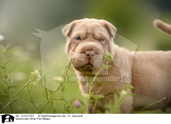 stehender Shar Pei Welpe / standing Shar Pei Puppy / VJ-01753