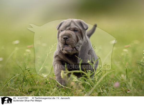 laufender Shar Pei Welpe / walking Shar Pei Puppy / VJ-01761