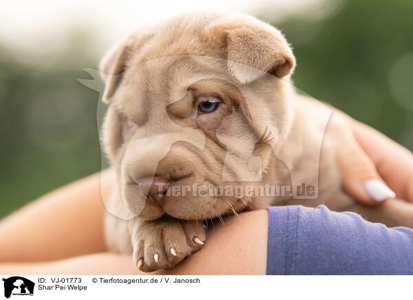 Shar Pei Welpe / Shar Pei Puppy / VJ-01773