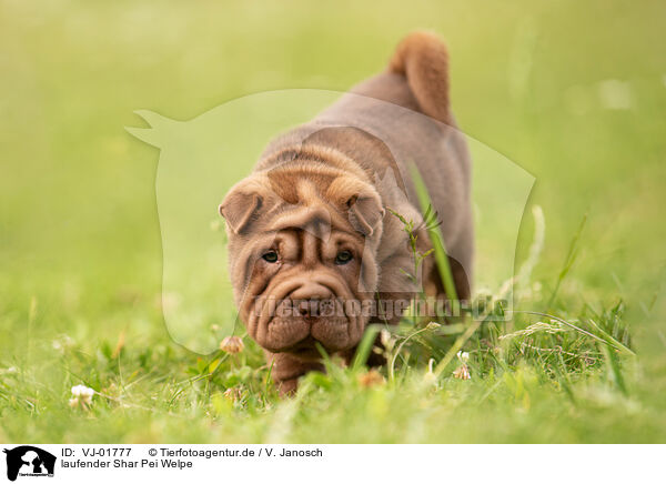 laufender Shar Pei Welpe / walking Shar Pei Puppy / VJ-01777