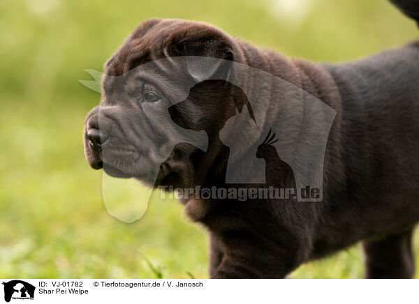 Shar Pei Welpe / VJ-01782