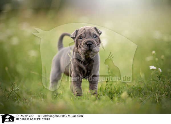 stehender Shar Pei Welpe / standing Shar Pei Puppy / VJ-01787